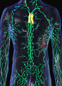 <p>Lymphatic System</p>