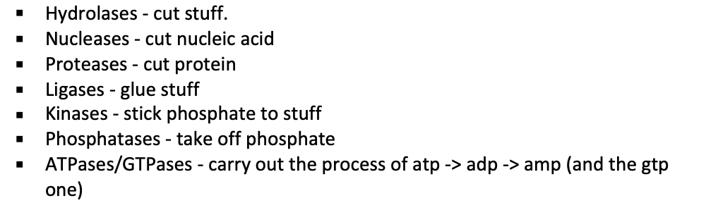 The different enzyme examples we look at