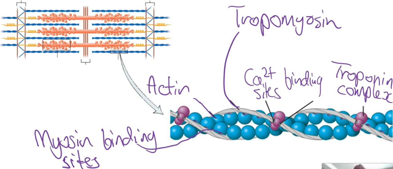 <ul><li><p>Has a <strong>contractile protein</strong> component, which is called <strong>actin</strong></p></li><li><p>However, the thin filament also contains other parts we need to know about, including the <strong>troponin complex</strong> and <strong>tropomyosin</strong></p></li></ul><p></p>