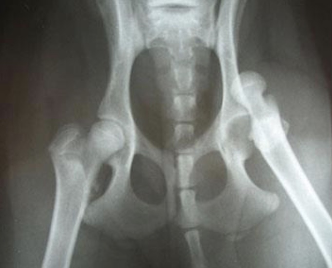 gait disorder: coxofemoral luxation