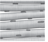 <p>What muscle tissue is this?</p>