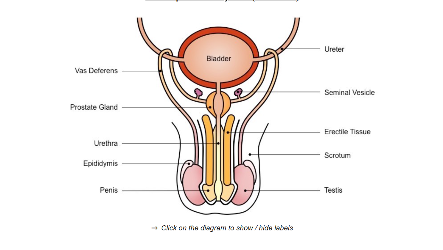 <p>sperm develops the ability to be motile </p>