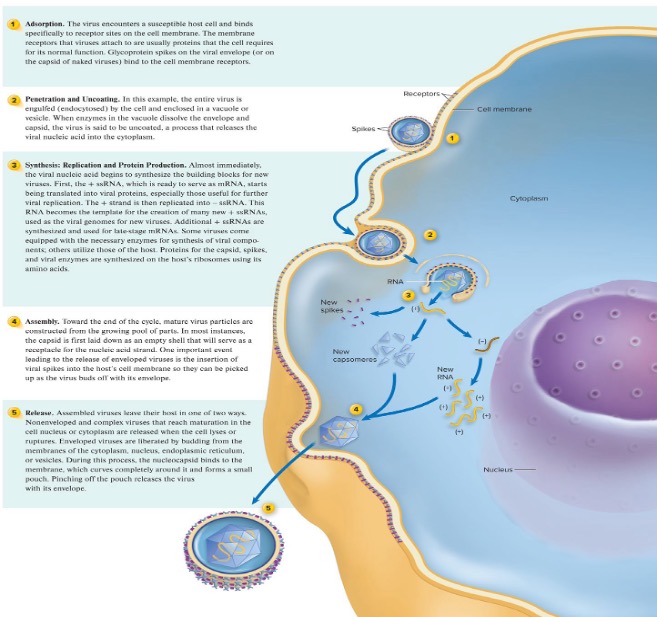 <ol><li><p>adsorption - the virus encounters a susceptible host cell and binds specifically to receptor sites on the cell membrane </p></li><li><p>penetration and uncoating - the entire virus is engulfed through endocytosis or fusion and enclosed in a vacuole or vesicle → the virus uncoat when the enzyme in the vacuole dissolve the envelope or capsid to release the genetic materials</p></li><li><p>synthesis: the viral nucleic acid begins to synthesis the building blocks for new viruses (do we need to know the specific mRNA?)</p></li><li><p>assembly: mature virus particles are constructed from the growing pool of parts - the capsid is first laid down as an empty shell that will serve as a receptacle for the nucleic acid strand - the virus insert its viral spikes into the host’s cell membrane so they can be picked up as the virus buds off with its envelope</p></li><li><p>release: assembled viruses leave their host in one of two ways - non-enveloped and complex viruses that reach maturation in the cell nucleus or cytoplasm are released when the cell lyses or ruptures while enveloped viruses are liberated by budding from the membrane of the cytoplasm</p></li></ol><p></p>