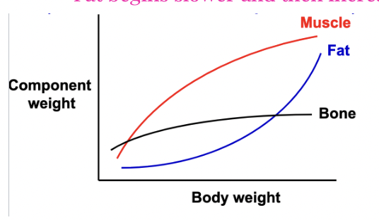 As body weight increases:
- Muscle and bone increase more rapidly and then level off
- Fat begins slower and then increases rapidly 
