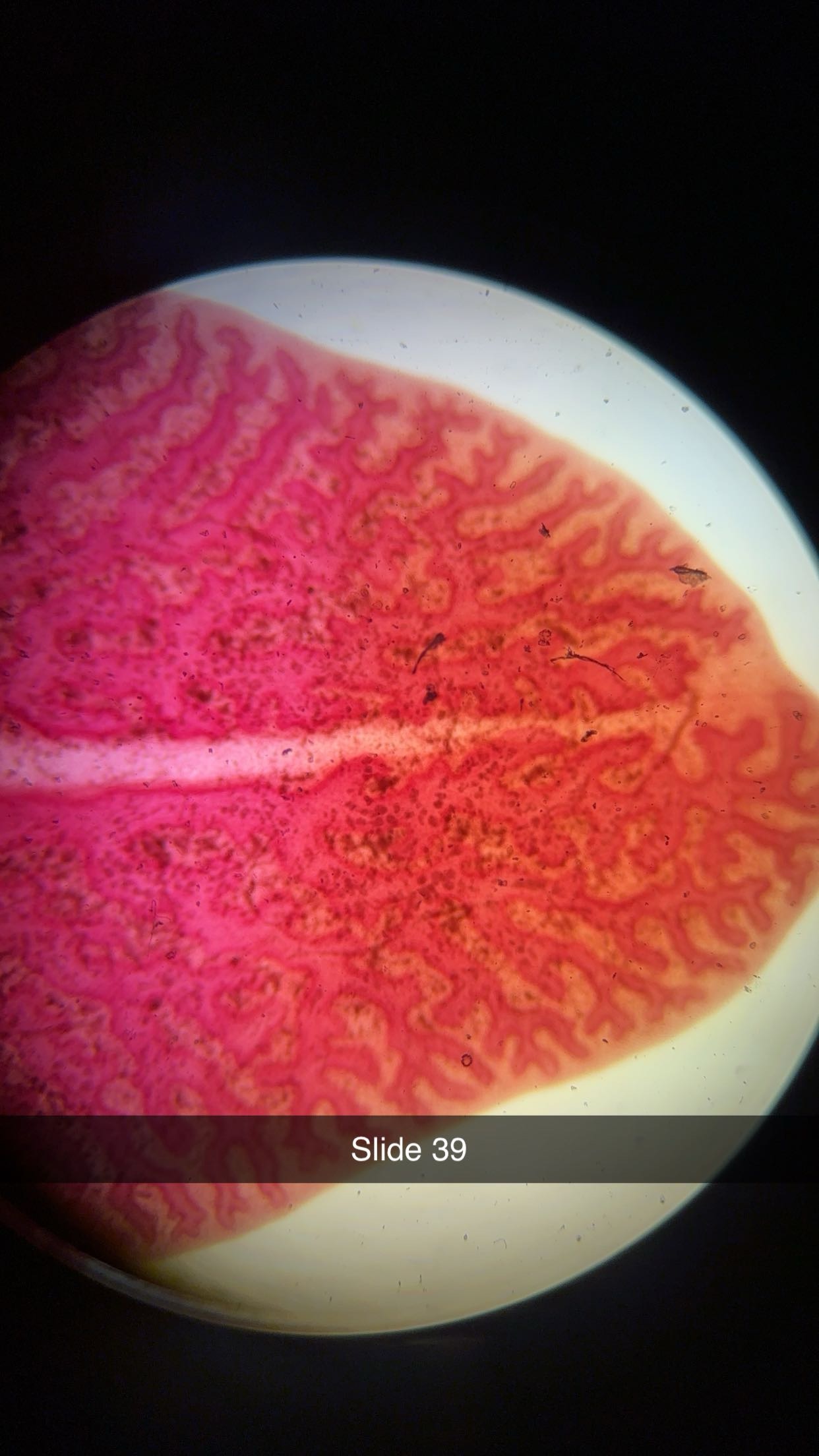 <p>genus, class, phylum </p>