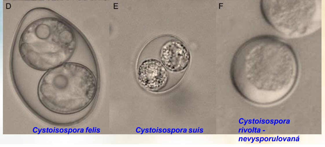 <ul><li><p>D. Cystoisospora felis</p></li><li><p>E. Cystoisospora suis</p></li><li><p>F. Cystoisospora rivolta</p></li></ul><p></p>