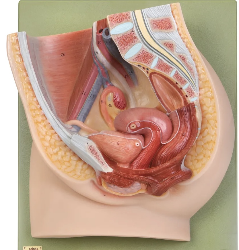 <p>Urinary Bladder</p>