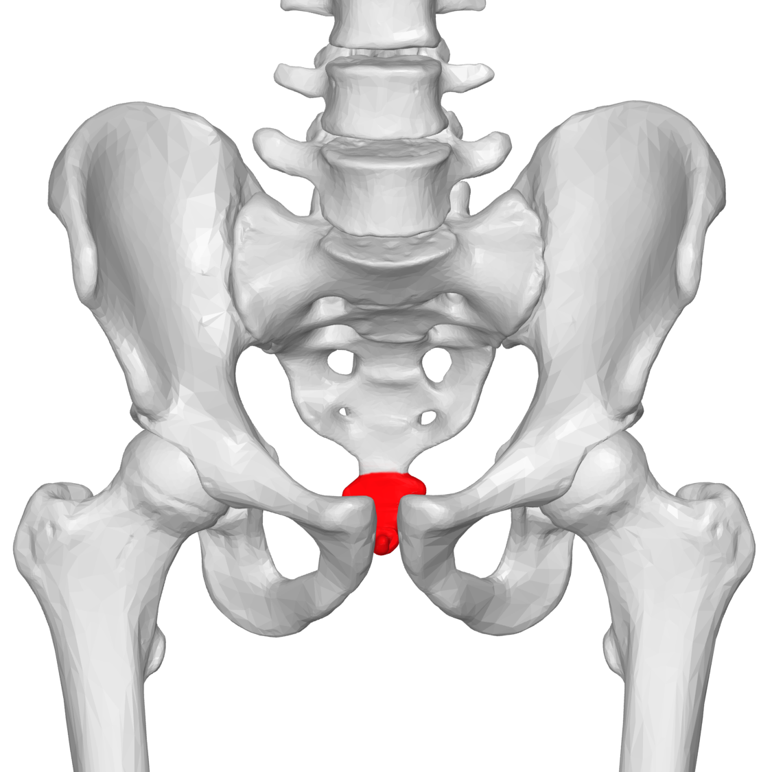 <p>Axial skeleton - bottom of the sacrum</p>