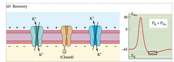 <p>Falling Phase</p><p>-Na+ VGC closes and can’t reopen. K+ VGC opens</p><p>-K+ rush <u>out</u> of cell (electro pull is stronger than concentration pull, cell wants to be negative)</p><p>-Pk » Pna</p>