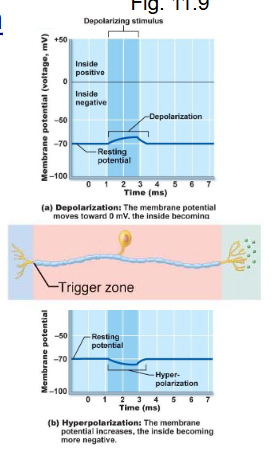 <ul><li><p>a type of graded potential that occurs on the dendrites of a first order sensory neuron and directly generates an action potential on the axon of that same neuron</p></li><li><p>on the sensory neuron itself</p></li><li><p>caused by direct stimulus or nt from receptor cell</p></li></ul><p></p>