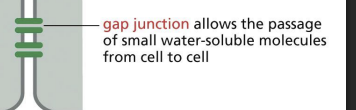 <p>specialized areas of intercellular communication, plasma membranes come close together between two cells to form channels of cytoplasm.</p><p></p><p>Channels have a pore that can share small molecules (e.g. ions) but not macromolecules.</p><p></p><p>Cardiac muscle = lots of gap junctions = ions pass through to allow for synchronized contraction!</p>