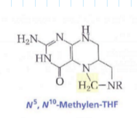 <ul><li><p>aus Vitamin B9 synthetisiert </p><ul><li><p>wichtig für Thymidylat-Synthase </p><p>→ Enzym zur Biosynthese von dTMP </p><p>→ Methyliert Uridinmonophosphat → essentiell für DNA-Synthese </p></li></ul></li></ul>