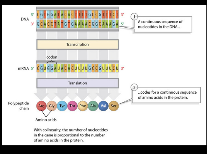 * colinear 
* direct relationship between # of nucleotides and amino acids