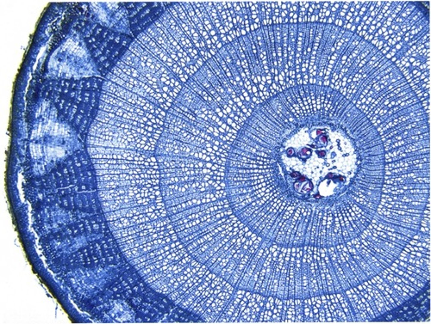 <p>Based on the stem cross-section in the image above, what can you say about the plant it came from?</p>