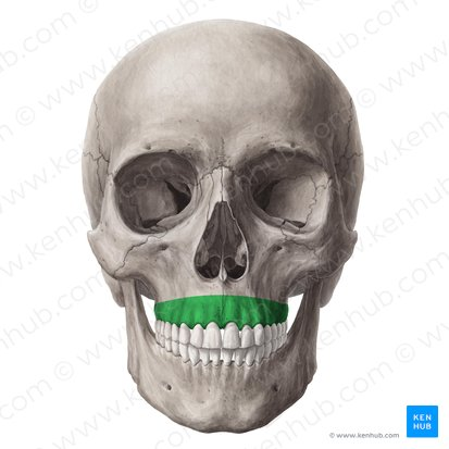 <p>Maxillary bone</p>