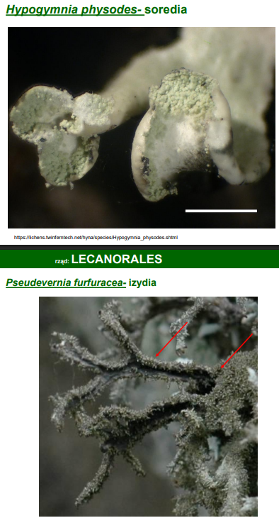 <p>rozmnażanie porostów</p>