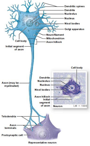 <p>perikaryon, neurofilaments/neurotubules, neurofibrils, nissl bodies, axon hillocks, axoplasm, collaterals, telodendria, axon terminals, axoplasmic transport</p>