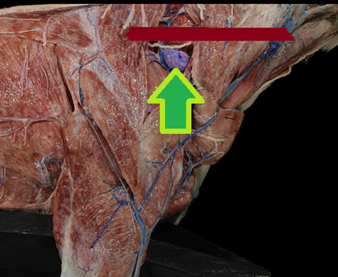 <p>located cranial to the scapula/shoulder joint and deep to the middle of the omotransversarius and the brachiocephalicus m.</p>