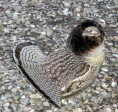 <p><strong>Bonasa umbellus</strong></p>