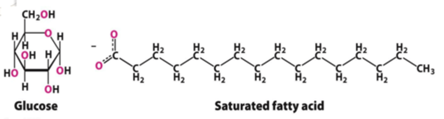 <p>carbohydrates</p>