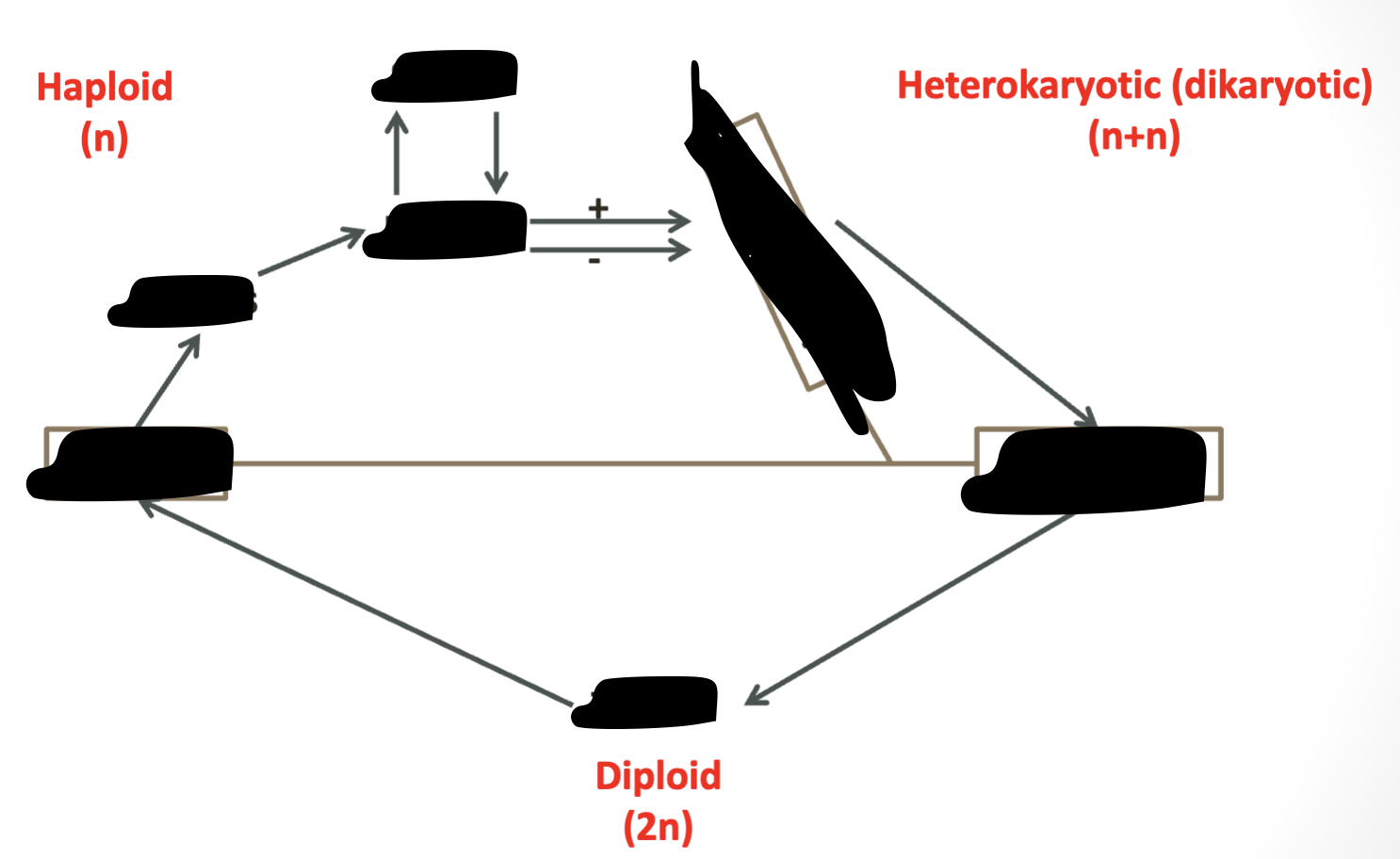 <p>Sexual Reproduction of Fungi</p>