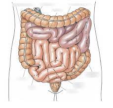 <p>Consists of the ascending, transverse, descending, and sigmoid segments (large intestine)</p>