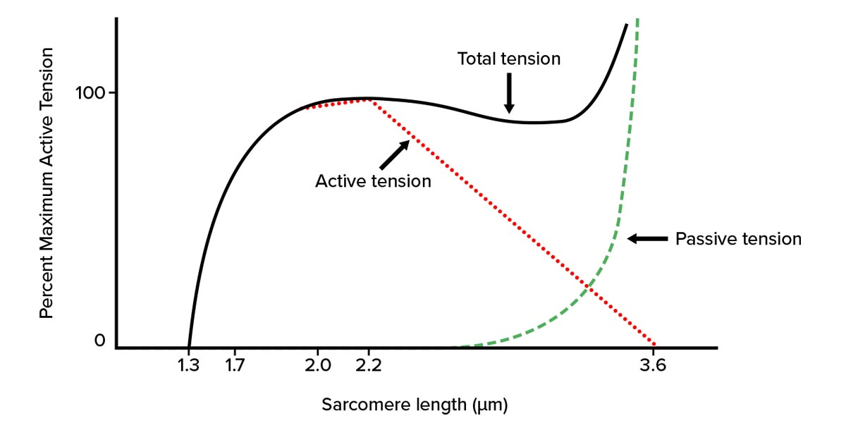 <p>*At sarcomere length 2.0, __ __ is responsible for total tension produced.</p><p>At sarcomere length where thick & thin filament overlap is minimal/ absent, ___</p>
