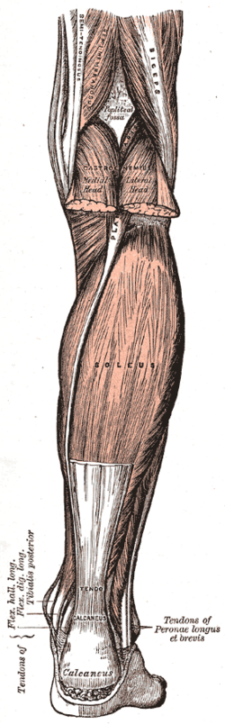 <p>O: head of fibula</p><p>I: posterior surface of calcaneu</p><p>F: plantar flexors</p>