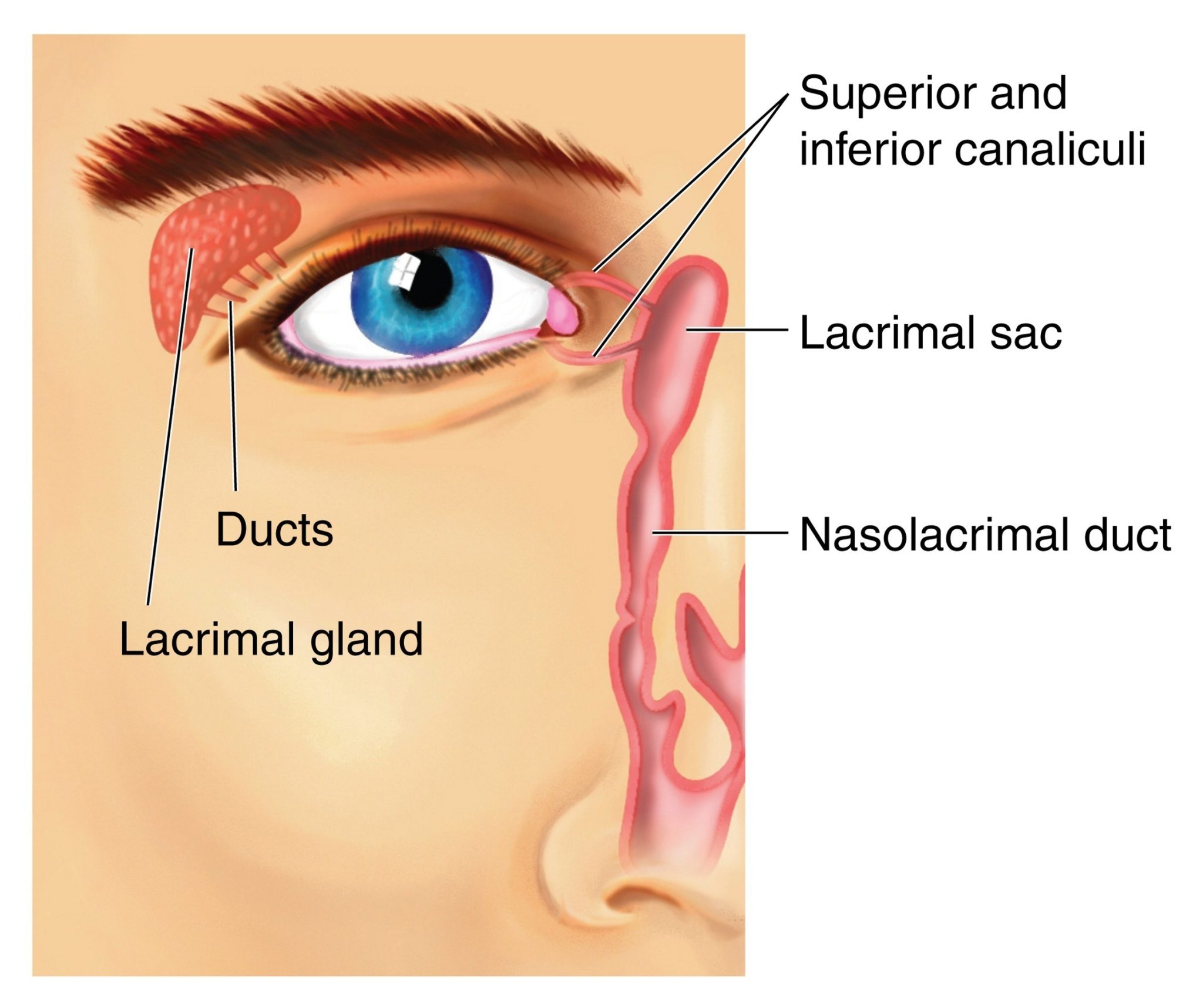 <p>Drains tears from the lacrimal sac into the nasal cavity.</p>