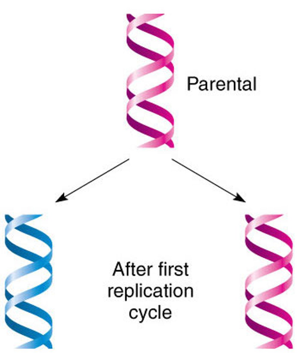 <p>• After one round of replictaion, half of the new DNA double helices would be composed of completely old, or original, DNA, and the other half would be completely new</p>