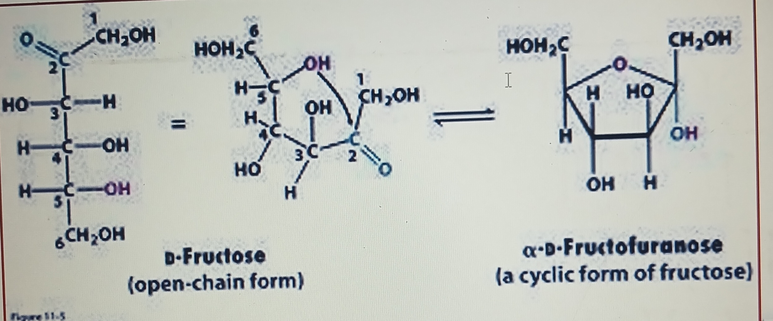 <p>Ketone group at C2 and hydroxyl group at C5 of a fructose molecule combined together to synthesize a furanose ring </p>