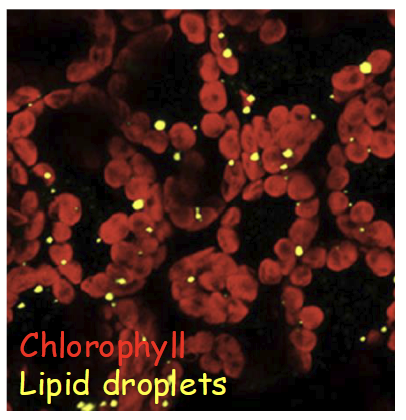 <p>Type of fluorescence microscopy that relies on endogenous fluorescence in the specimen.</p>