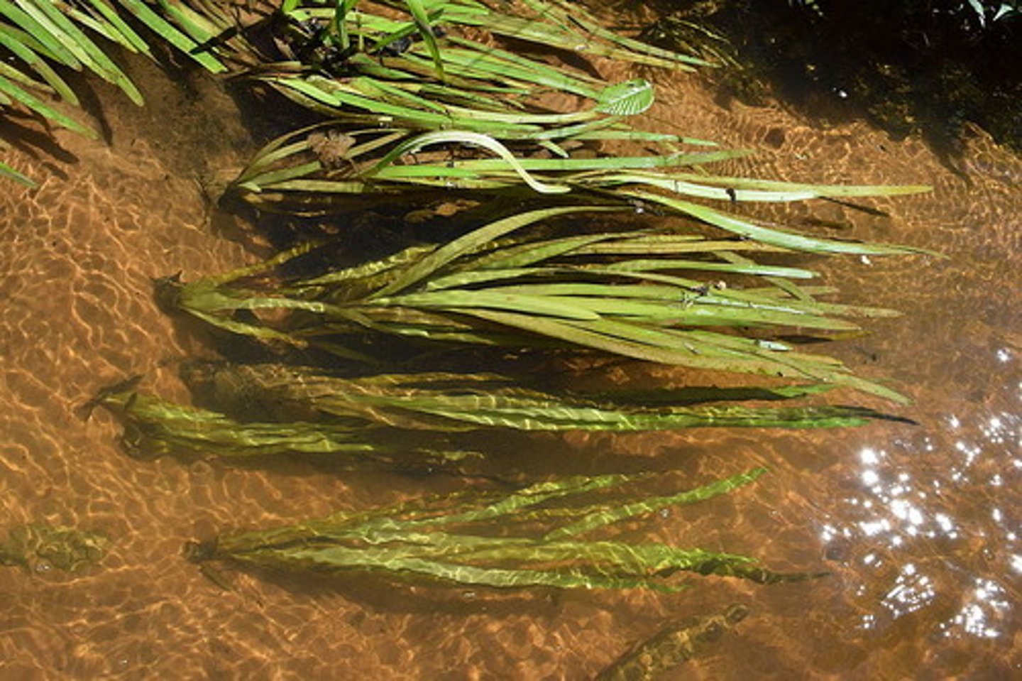 <p>Vallisneria americana</p>