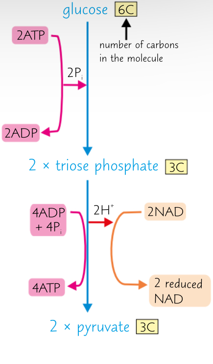 <p>Stage 1: Explain Glycolysis</p><p></p>