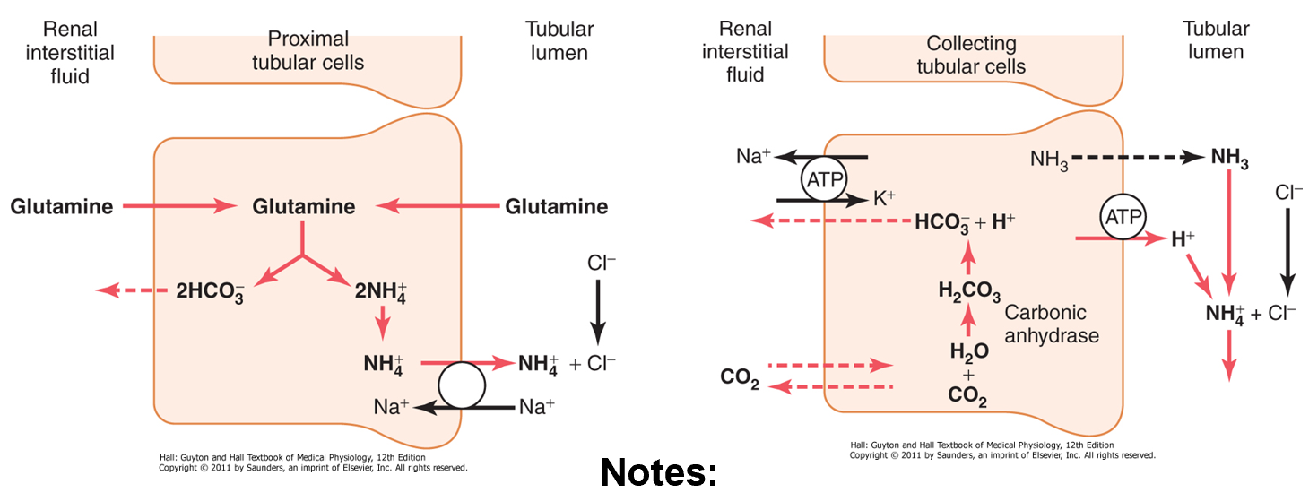 <ul><li><p> H+ is excreted in combination with NH<sub>3</sub> as NH<sub>4</sub><sup>+</sup></p></li><li><p>as H+ is excreted in urine, HCO3- is being added to the blood </p></li></ul><p></p>