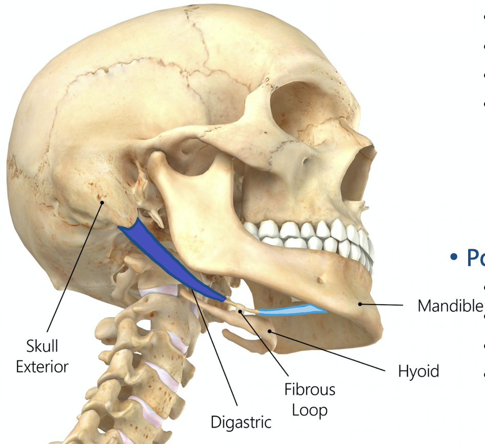 <p>Action and innervation of Posterior Belly of Digastric Muscle</p>