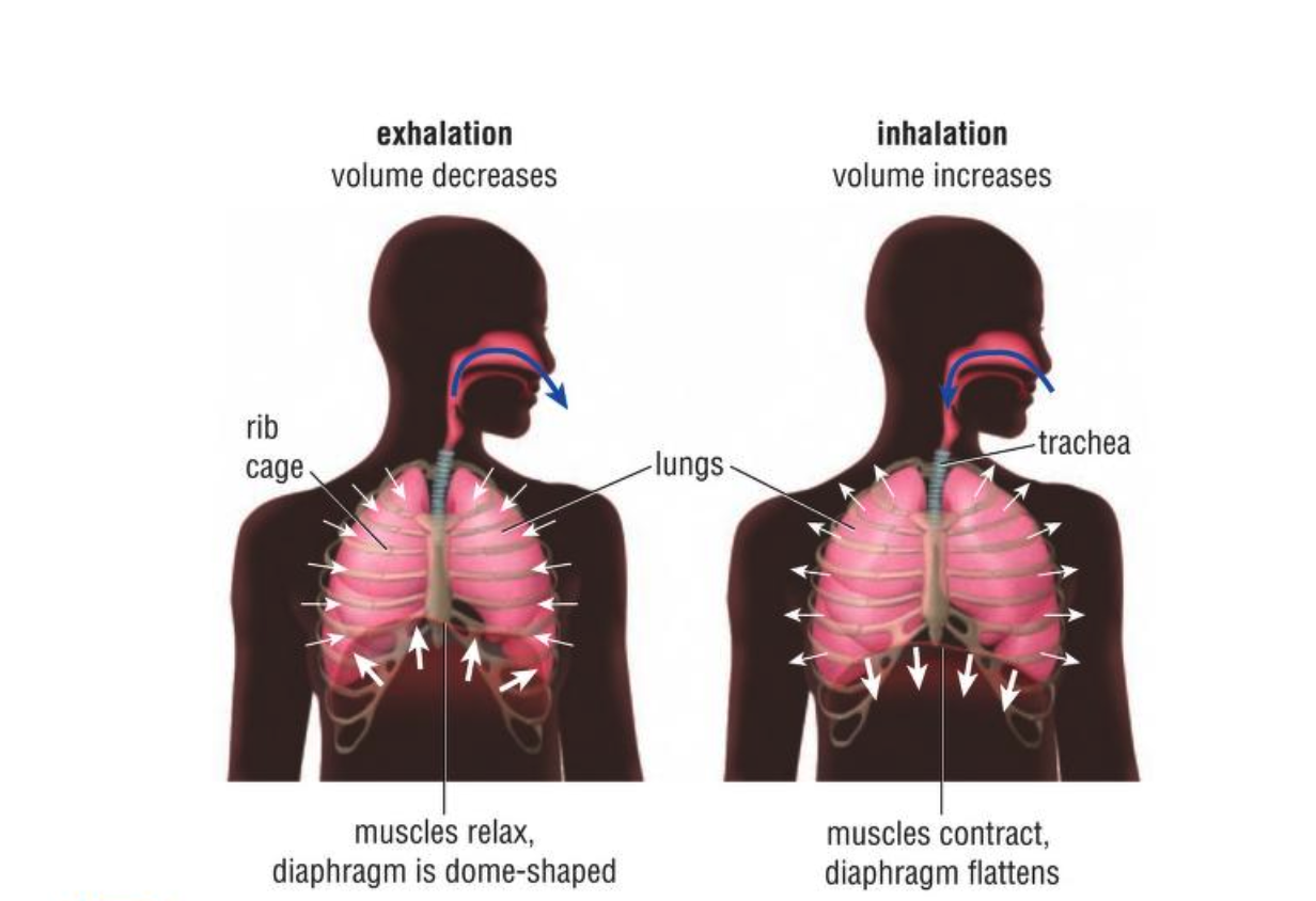 <p>Breathing: what happens to the diaphragm and rib cage during inhalation/exhalation?</p>