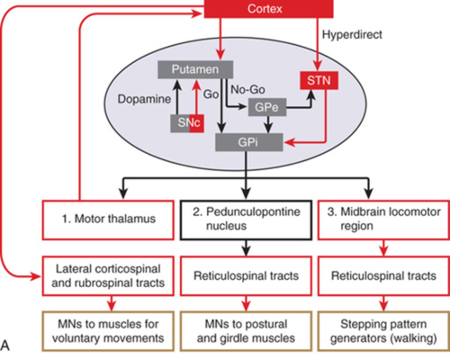 <p>the midbrain locomotor region will excite the reticulospinal tract and that will cause gait to occur</p>