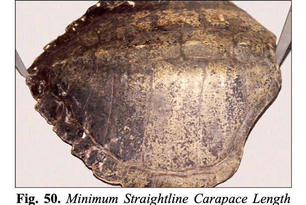 <p><span>Minimum Carapace Length (SCLmin and CCLmin), also known as notch-to-notch length, is measured from the mid-point of the nuchal scute to the notch where the two most posterior marginal scutes meet. SCL is with a caliper, CCL is with a measuring tape.</span></p>