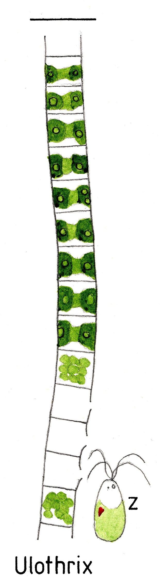 <p>Ulorothrix</p><p>chlorophyta</p><p>green</p><p>unbranched filaments</p><p>uniseriate </p><p>non-motile; motile zoospores</p><p>girdle-shaped chloroplast; holdfast cell; cold temp</p>