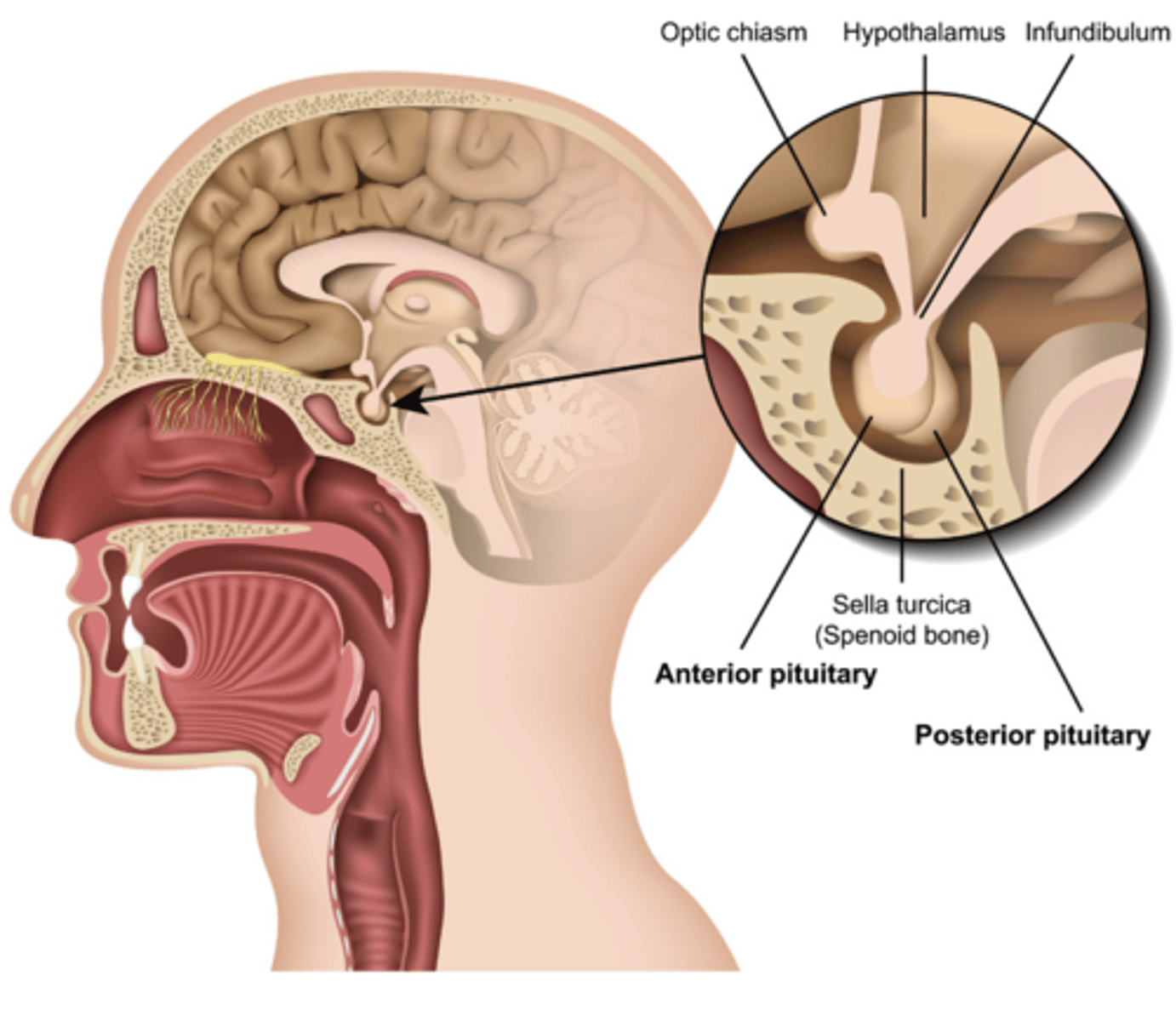 <p>How does the pituitary gland interact with the hypothalamus?</p>
