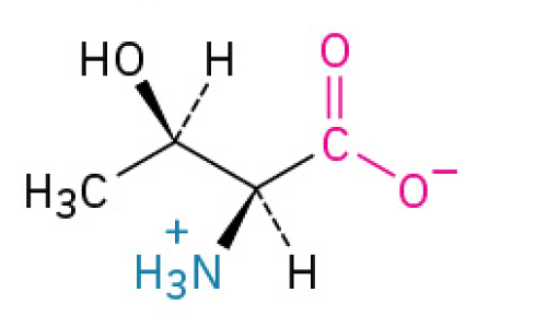 <p>is an essential amino acid that plays two critical roles: it acts as a molecular switch to control protein activity, and it provides structural support to tissues like skin, tendons, and teeth.</p><p><span>Like Serine, Threonine is crucial for a process called </span><strong>phosphorylation</strong><span>. A phosphate group can attach to its -OH group, which acts like a switch to turn other proteins on or off.</span></p><p><u><mark data-color="#fff8df" style="background-color: rgb(255, 248, 223); color: inherit;">Polar, Uncharged</mark></u></p>