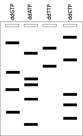 <p><span>What is the sequence of the </span><strong>TEMPLATE</strong><span> DNA used to generate this Sanger sequencing gel?</span></p><table style="min-width: 50px"><colgroup><col><col></colgroup><tbody><tr><td colspan="1" rowspan="1"><p>A</p></td><td colspan="1" rowspan="1" style="padding: 3px; text-align: left; vertical-align: bottom; white-space: normal; width: 725.3px;"><p>5'-cgtactgaagcacgca-3'</p></td></tr><tr><td colspan="1" rowspan="1" style="padding: 3px; text-align: left; vertical-align: top; white-space: nowrap;"><p>B</p></td><td colspan="1" rowspan="1" style="padding: 3px; text-align: left; vertical-align: bottom; white-space: normal; width: 725.3px;"><p>5'-acgcacgaagtcatgc-3'</p></td></tr><tr><td colspan="1" rowspan="1" style="padding: 3px; text-align: left; vertical-align: top; white-space: nowrap;"><p>C</p></td><td colspan="1" rowspan="1" style="padding: 3px; text-align: left; vertical-align: bottom; white-space: normal; width: 725.3px;"><p>3'-tgcgtgcttcagtacg-5'</p></td></tr><tr><td colspan="1" rowspan="1" style="padding: 3px; text-align: left; vertical-align: top; white-space: nowrap;"><p>D</p></td><td colspan="1" rowspan="1" style="padding: 3px; text-align: left; vertical-align: bottom; white-space: normal; width: 725.3px;"><p>3'-gcatgacttcgtgcgt-5'</p></td></tr></tbody></table><p></p>