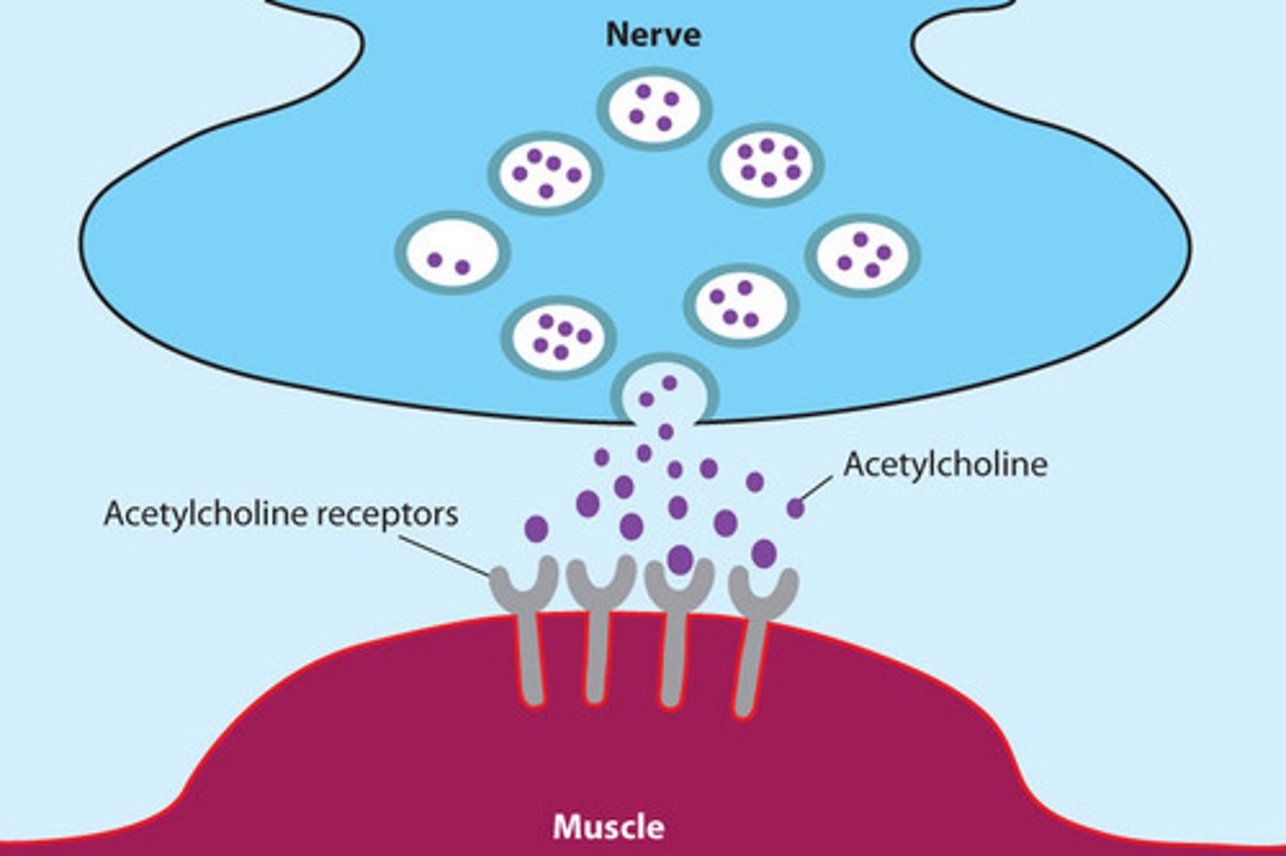 <p>ACh (acetylcholine)</p>