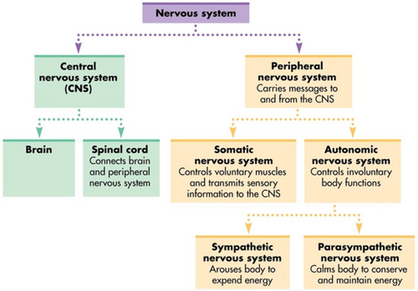<p>1. CNS (brain &amp; SC)</p><p>2. PNS (cranial &amp; spinal nerves)</p><p>a. Somatic NS (skin + eyes)</p><p>i. sensory (afferent)</p><p>ii. motor (efferent)</p><p>b. Visceral NS (int. organs)</p><p>i. sensory </p><p>ii. motor/autonomic NS</p><p>-parasympathic NS</p><p>-sympathetic NS</p>