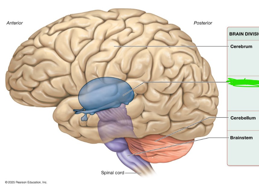 <p>Processes, integrates, and relays info</p><p>Maintains homeostasis </p><p>Regulates biological rhythms </p>