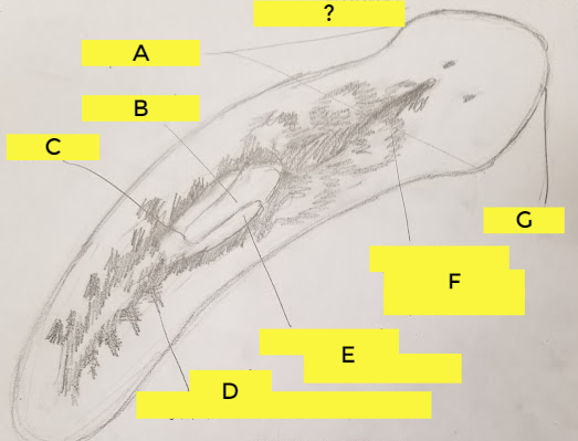 what is G?