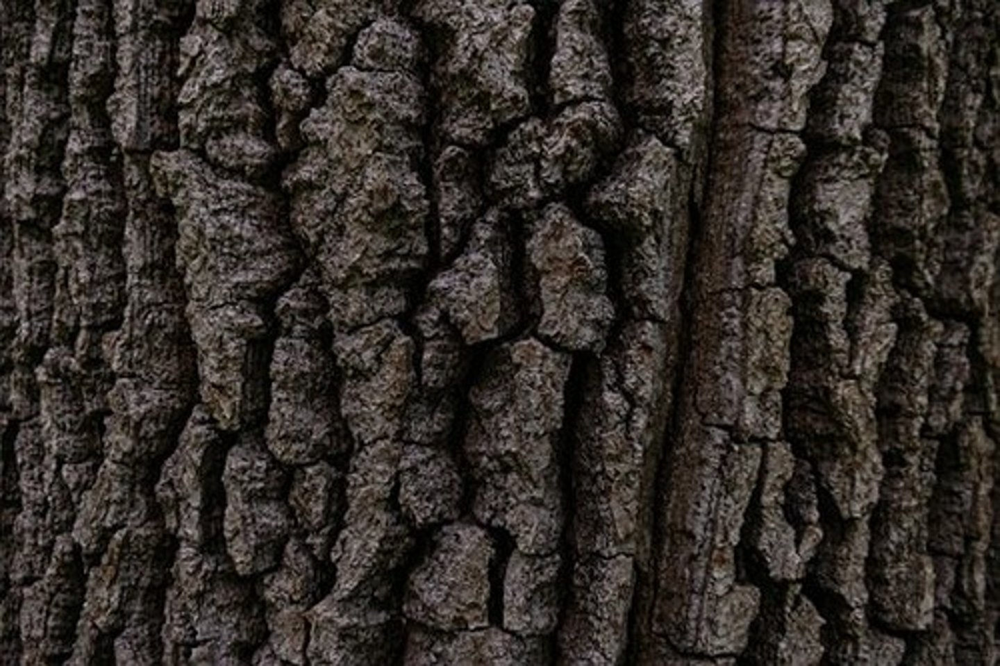 <p>young trees and tree bark</p>