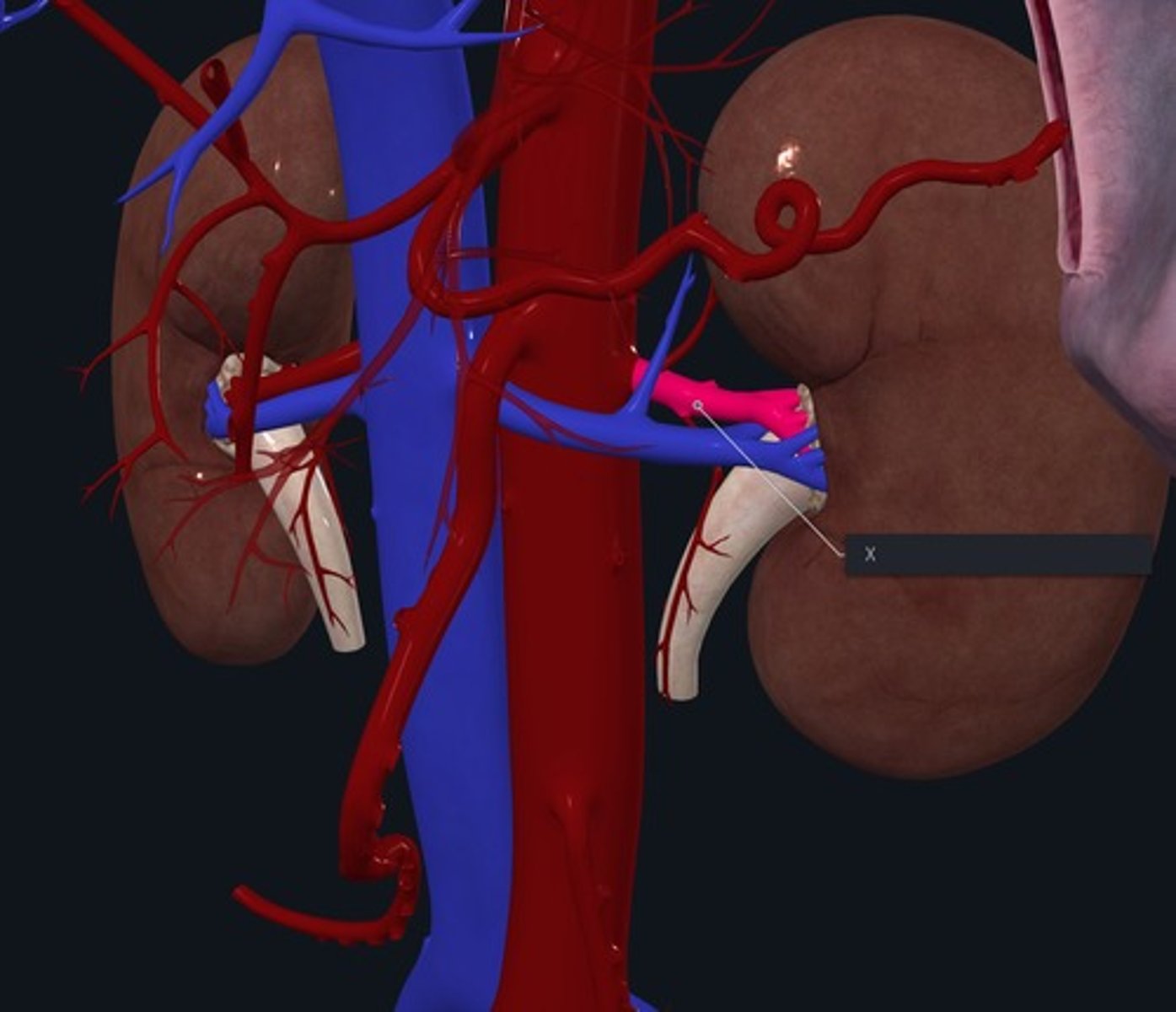 <p>Name the Vessel highlighted pink and marked with the X</p>
