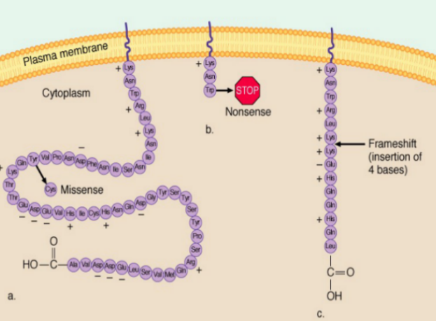 <ul><li><p><span style="font-family: &quot;Helvetica Neue&quot;, sans-serif">Different mutations in a gene can cause the same disorder <strong>but</strong> different phenotypes</span></p></li><li><p><span style="font-family: &quot;Helvetica Neue&quot;, sans-serif">Missense</span></p><ul><li><p><span style="font-family: &quot;Helvetica Neue&quot;, sans-serif">One amino acid is replaced with another</span></p></li><li><p><span style="font-family: &quot;Helvetica Neue&quot;, sans-serif">Changes function of protein</span></p></li></ul></li><li><p><span style="font-family: &quot;Helvetica Neue&quot;, sans-serif">Nonsense</span></p><ul><li><p><span style="font-family: &quot;Helvetica Neue&quot;, sans-serif">Results in premature stop codon</span></p></li></ul></li><li><p><span style="font-family: &quot;Helvetica Neue&quot;, sans-serif">Frameshift</span></p><ul><li><p><span style="font-family: &quot;Helvetica Neue&quot;, sans-serif">Deletion</span></p></li><li><p><span style="font-family: &quot;Helvetica Neue&quot;, sans-serif">Insertion</span></p></li></ul></li></ul><p></p>